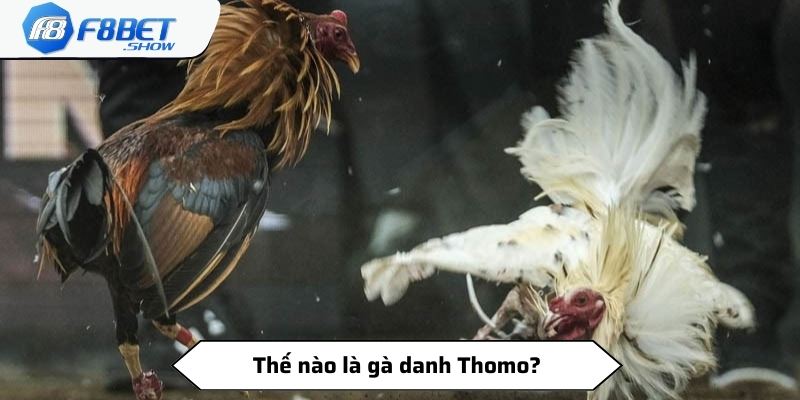 Thế nào là gà danh Thomo?