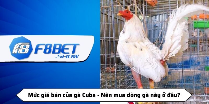 Mức giá bán của gà Cuba - Nên mua dòng gà này ở đâu?